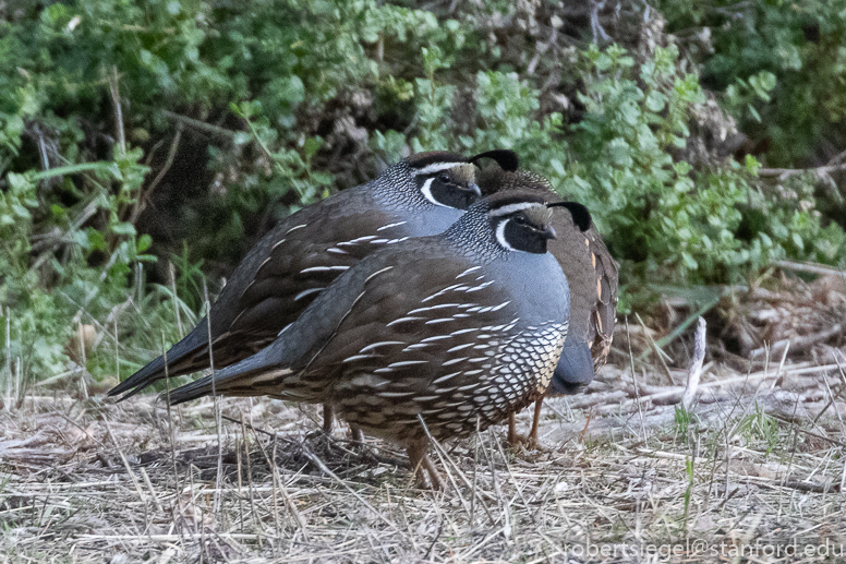 quail